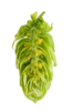 Picture of Monroe Hops