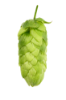 Picture of Cascade Hops