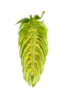 Picture of Cascade Hops
