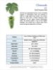 Picture of Chinook Hops