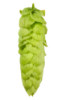 Picture of Comet Hops