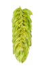 Picture of Comet Hops