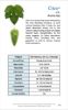Picture of Citra Hops