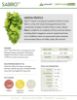 Picture of Sabro Hops