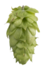 Picture of Ella Hops