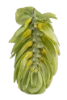 Picture of Ella Hops