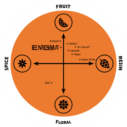 Picture of Enigma Hops