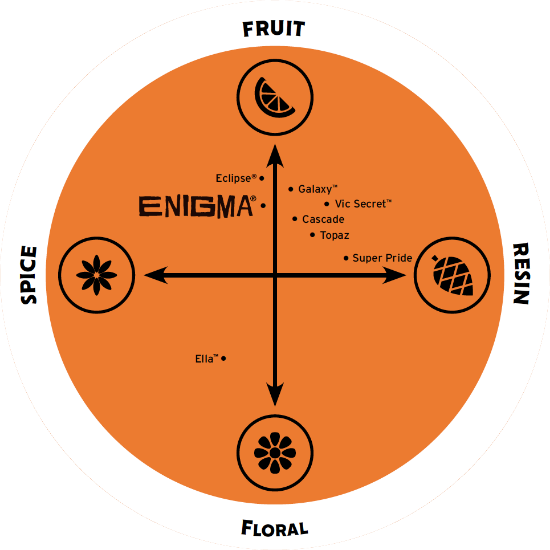 Picture of Enigma Hops