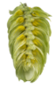 Picture of Enigma Hops