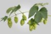 Picture of Enigma Hops