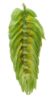 Picture of Vic Secret Hops