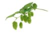 Picture of Vic Secret Hops