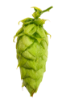 Picture of Callista Hops