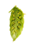 Picture of Callista Hops
