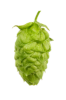 Picture of Mandarina Bavaria Hops
