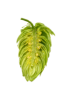 Picture of Mandarina Bavaria Hops
