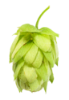 Picture of Czech Saaz Hops