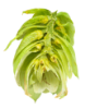 Picture of Czech Saaz Hops