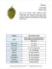 Picture of Czech Saaz Hops