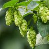 Picture of Dolcita (HBC 1019) Hops