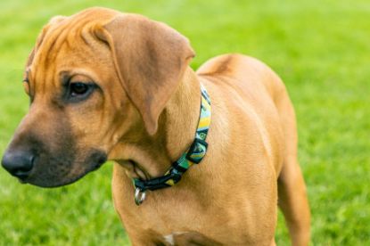 Picture of Dog Collar