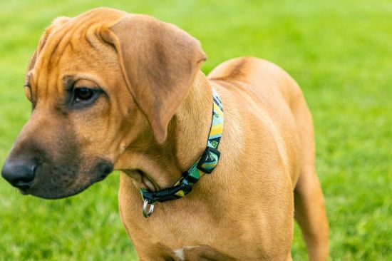 Picture of Dog Collar