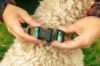 Picture of Dog Collar