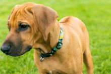 Picture of Dog Collar Large