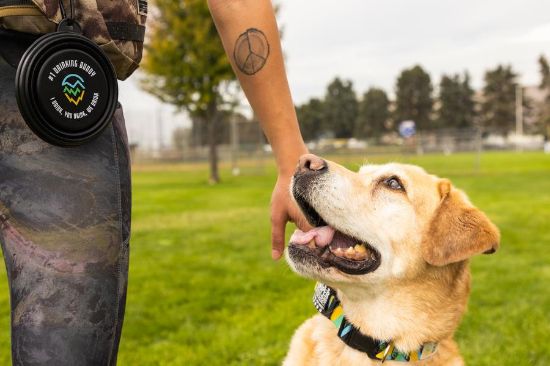Picture of Dog Travel Bowl