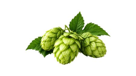 Picture for category Hops