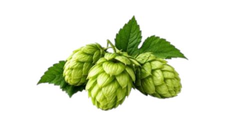 Picture for category Hops