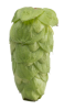 Galaxy® 94-203-008 c.v. T-90 Hop Pellets - 1lb - whole cone