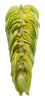 Galaxy® 94-203-008 c.v. T-90 Hop Pellets - 1lb - dissected cone interior