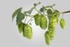 Galaxy® 94-203-008 c.v. T-90 Hop Pellets - 1lb - hop plant