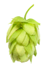Czech Saaz Hops 16oz / 2025 - whole cone