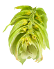 Czech Saaz Hops 16oz / 2025 - dissected cone interior