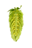 Cascade T-90 Hop Pellets - 1lb - dissected cone interior