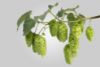 Galaxy® 94-203-008 c.v. T-90 Hop Pellets - 11lbs - hop plant