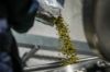 Cascade LUPOCORE Hop Pellets - 1lb - hop pellets